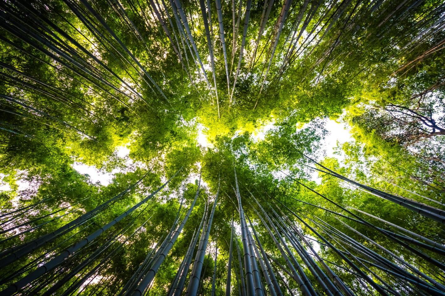Beautiful landscape of bamboo grove in the forest at Arashiyama